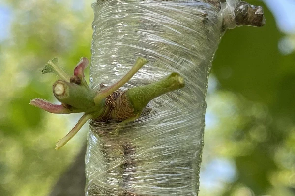 Мистецтво відтворення саду: запрошуємо на майстер-клас зі щеплення дерев за кору в ЦНТУ